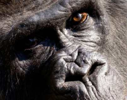 Choomba: la razón por la que sacrificaron a famosa gorila del zoológico de Atlanta