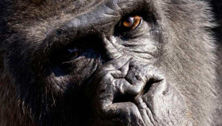 La gorila Choomba fue sacrificada luego de una disminución en su condición física. (Foto Prensa Libre: zooatlanta.org)