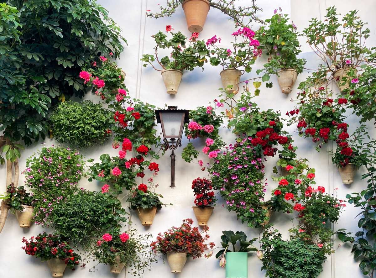 Por qué cuidar plantas en casa ayuda emocionalmente y qué ha hecho crecer el gusto por esta práctica