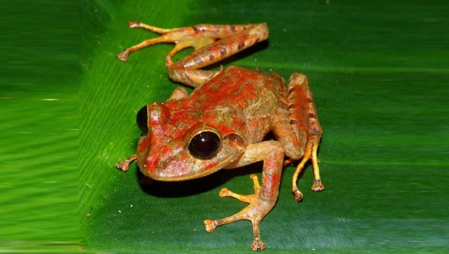 La rana de Greta Thunberg pertenece al grupo de ranas de lluvia del género Pristimantis, Familia Strabomantidae. (Foto Prensa Libre: EFE)

