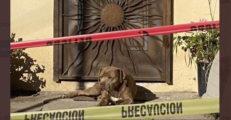 "El Chato" espera atento por la llegada de su dueña a casa, la periodista Lourdes Maldonado, ultimada el domingo. (Foto: @RuidoEnLaRed/Twitter)