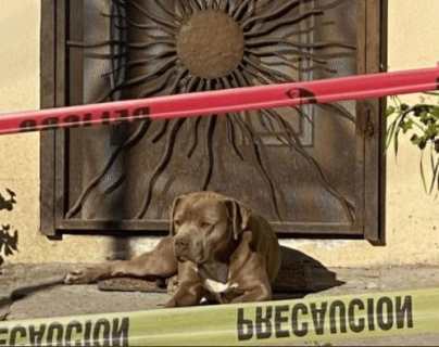 Asesinato de periodista en México: la conmovedora imagen del “Chato”, el perro que aún espera la llegada de su dueña