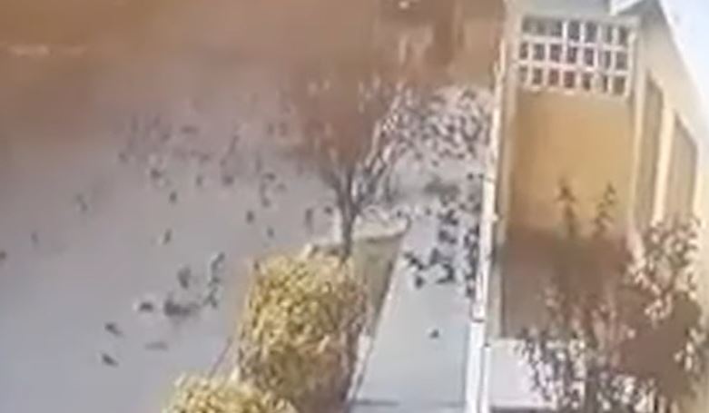 Video: Qué se sabe del extraño momento en que decenas de aves se desplomaron y murieron al chocar contra el suelo en México