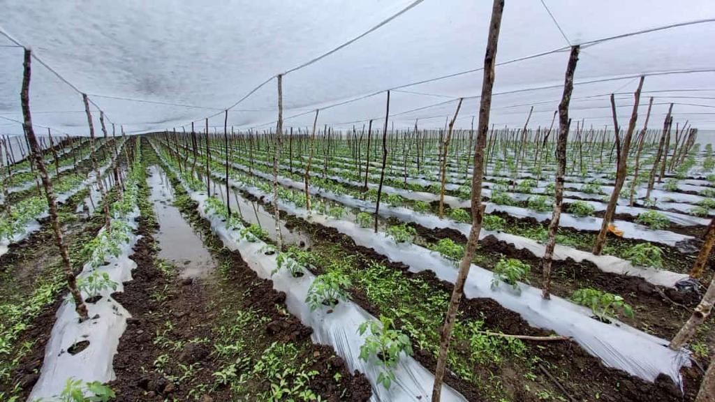 Los cultivos afectados por las lluvias más recientes fueron cardamomo, tomate, maíz y frijol. (Foto Prensa Libre: Cortesía Maga)
