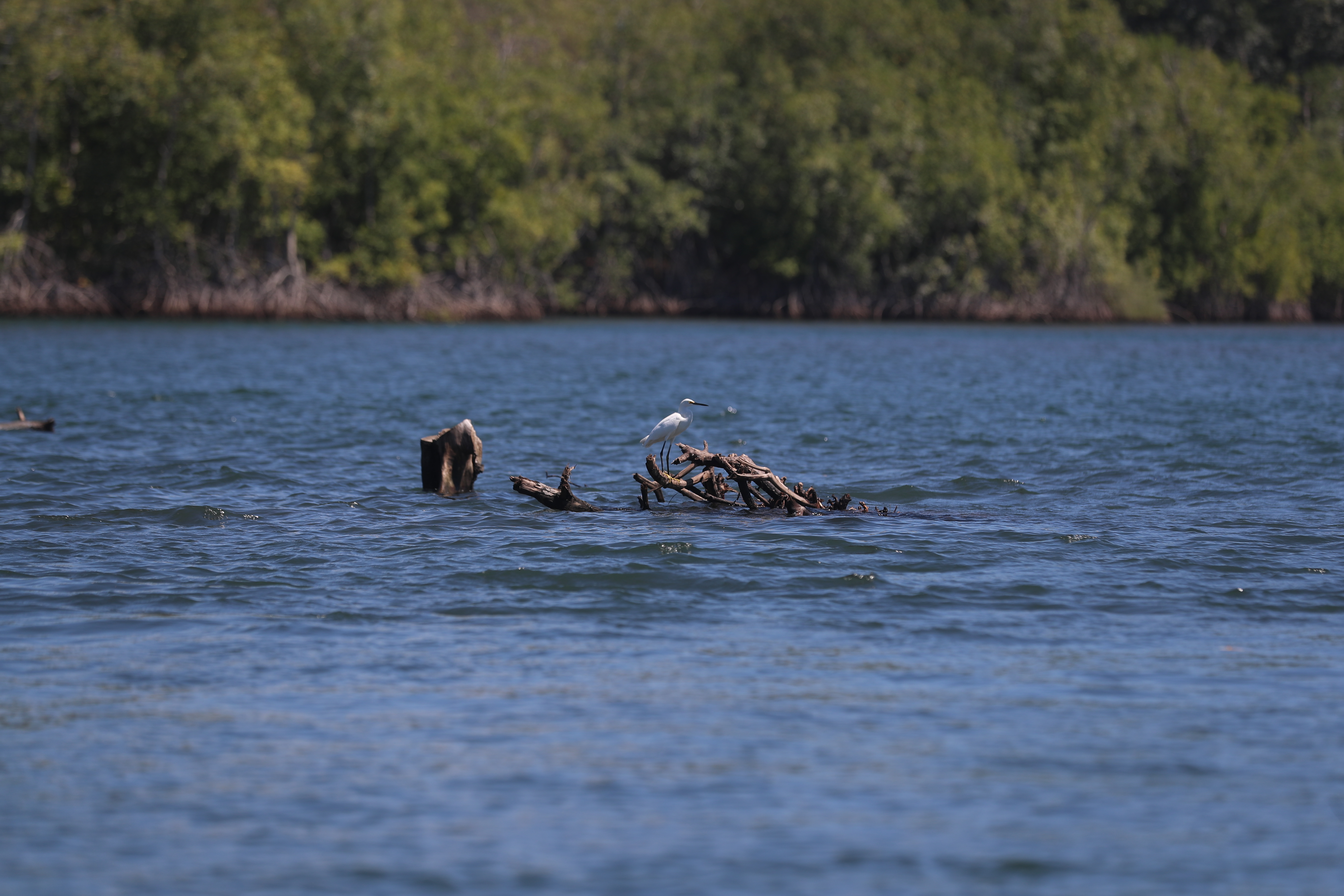 LAS LISAS, AVISTAMIENTO DE CETçCEOS Y FAUNA MARINA. Se realiz una gira de medios para ir a realizar la actividad de alistamiento de cetceos a las Lisas en Santa Rosa. La actividad estuvo a cargo del CONAP en apoyo con Wildlife Conservation Society WCS. El avistamiento de cetceos, incluye ballenas y delfines y, su periodo es de noviembre hasta abril de cada ao. Esta actividad contribuye al desarrollo sostenible y a la conservacin de nuestro patrimonio natural por medio de la concientizacin y educacin ambiental. En la imagen, Canal de Chiquimulilla. Mangle. Juan Diego Gonzlez. 110222