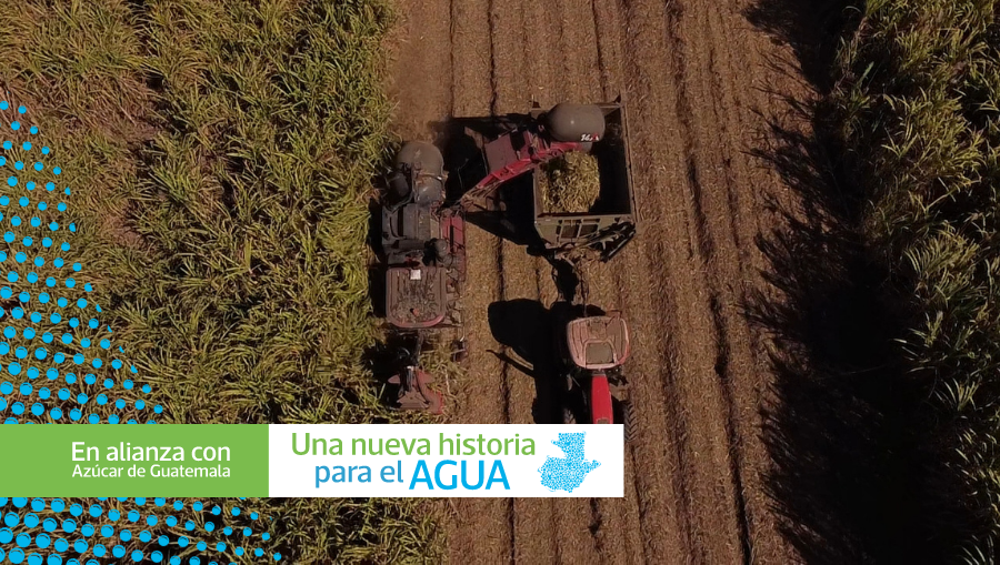 Científicos de Cengicaña han cruzado variados tipos de plantas de caña y han lo grado 33 variedades nuevas que son adaptables al cambio en el clima y disponibilidad de agua. (Foto Prensa Libre: Carlos Hernández)