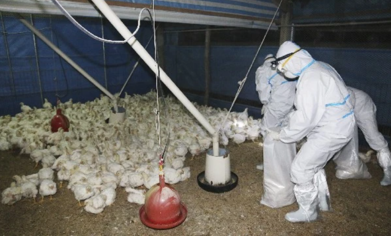 Las aves donde se detectaron casos de gripe aviar serán sacrificadas. Fotografía: Hemeroteca Prensa Libre.
