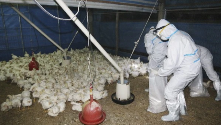 Las aves donde se detectaron casos de gripe aviar serán sacrificadas. Fotografía: Hemeroteca Prensa Libre.