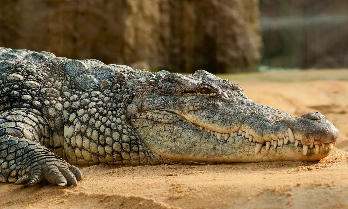 Una fotografía viral reavivó la historia del cocodrilo más grande del mundo que murió en cautiverio