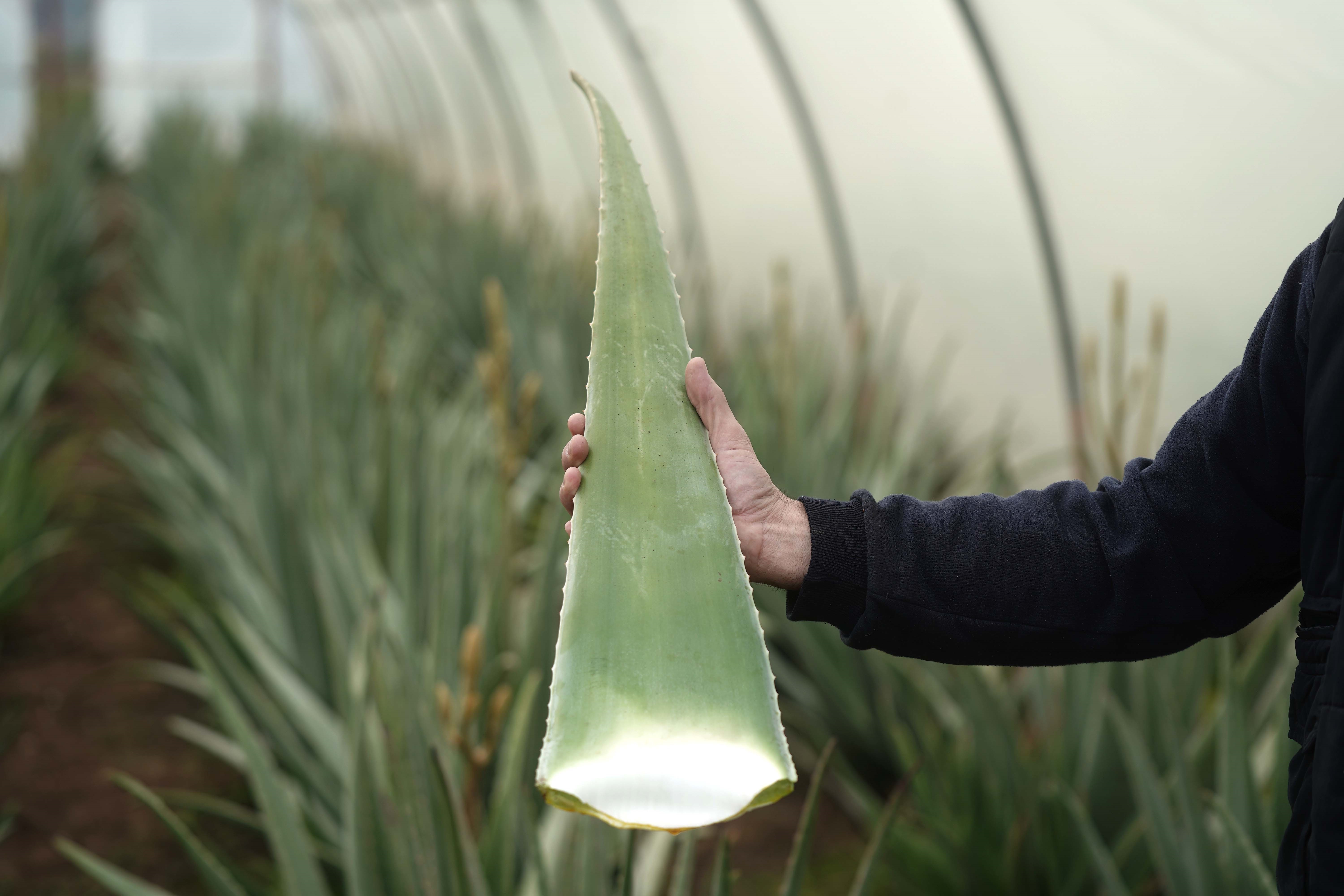 Aloe vera, la planta de los mil y un beneficios para la salud