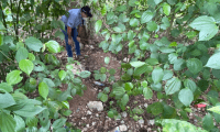 Peritos de la Fiscalía General del Estado (FGE) examinan hoy la zona en que fue hallada una fosa clandestina en Cancún, estado de Quintana Roo (México). Autoridades mexicanas localizaron este sábado una fosa clandestina en Cancún donde se rescataron los restos de cinco personas, hallazgo derivado de la detención de 11 integrantes de una banda delictiva el viernes en la misma ciudad, informó la Fiscalía General del suroriental estado de Quintana Roo. (Foto Prensa Libre: Efe)