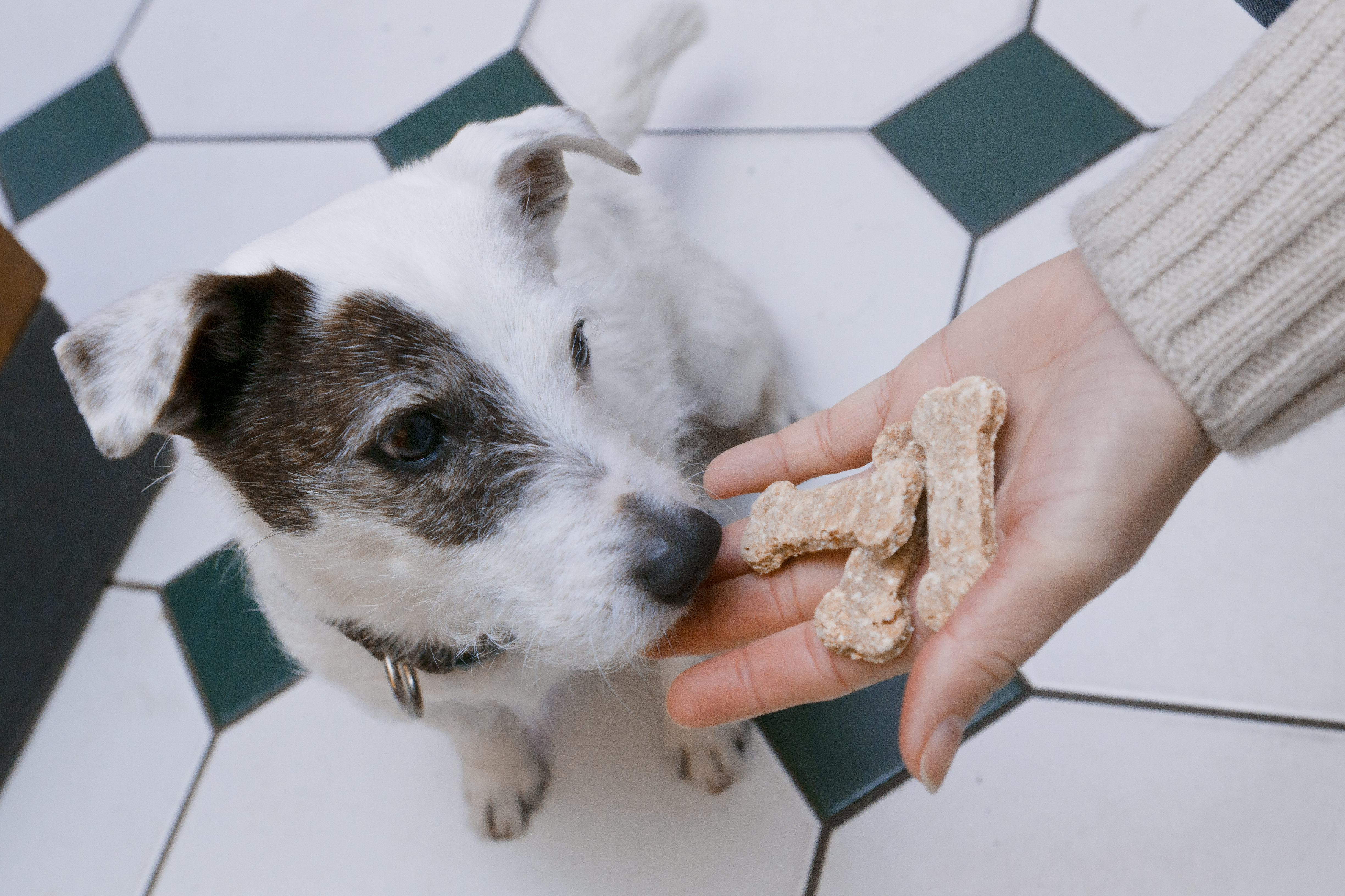 Cómo alimentar a las mascotas de forma amigable con el medio ambiente
