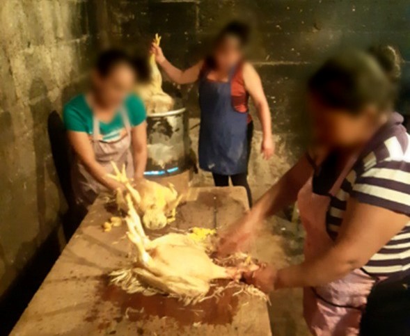 Pollo vivo de contrabando en Guatemala