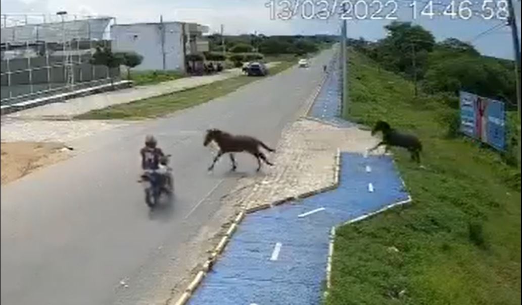 Video: motorista maneja a gran velocidad e impacta contra un caballo que cruzaba la carretera