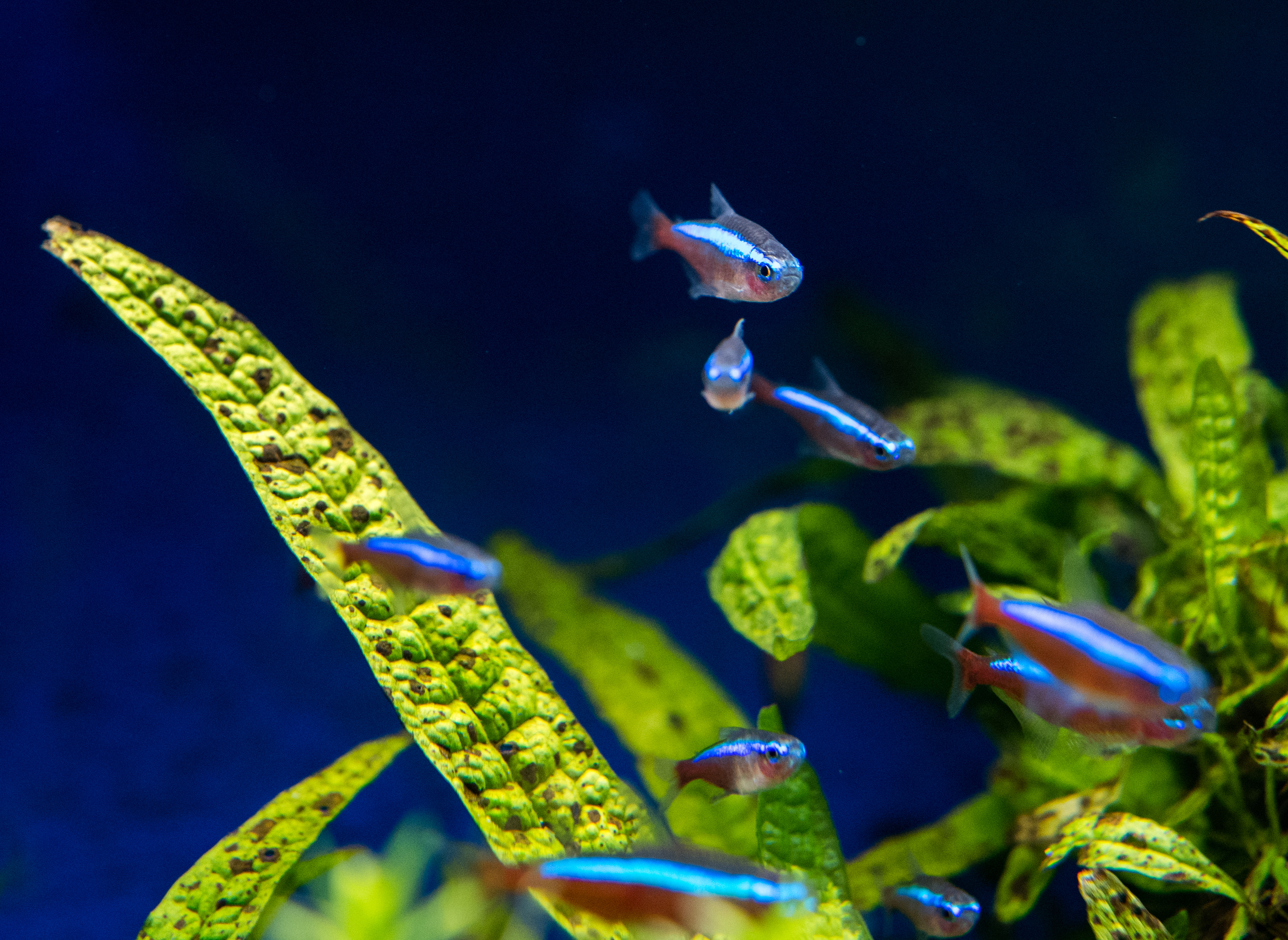 ¿Qué hacer cuando el agua de la pecera cambia de color?