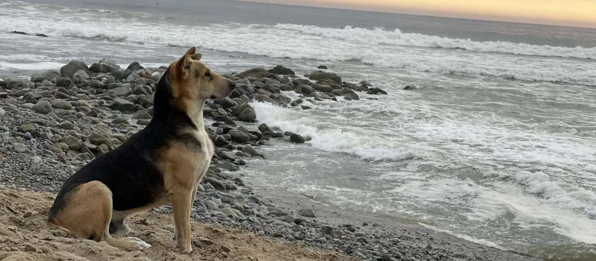 “Vaguito”: La emotiva historia del perro que va todos los días a una playa de Perú a esperar a su dueño fallecido
