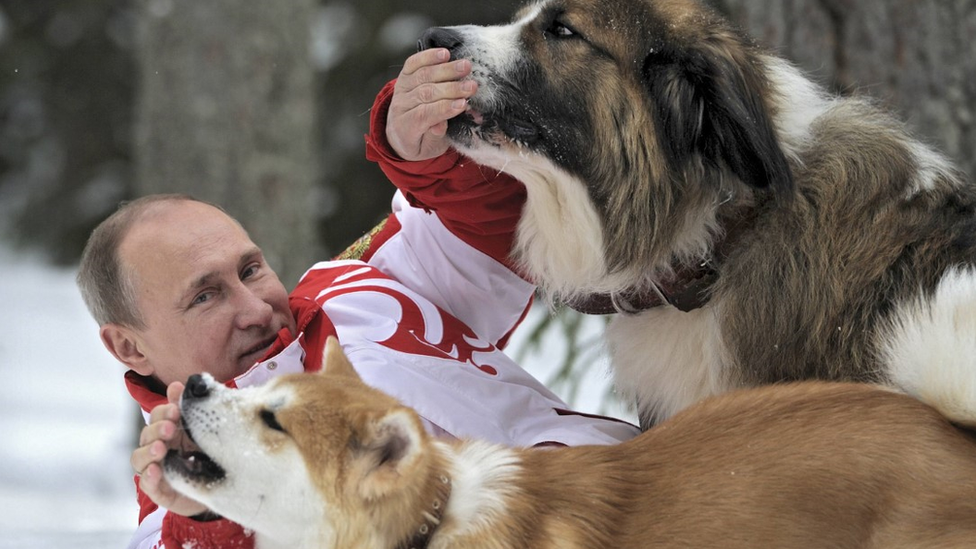 Imágenes como esta del presidente Putin jugando con perros en la nieve son compartidas en grupos de Facebook. REUTERS