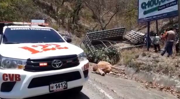 Camión que transportaba ganado se accidenta en ruta a Palencia y varias reses quedan muertas en la carretera