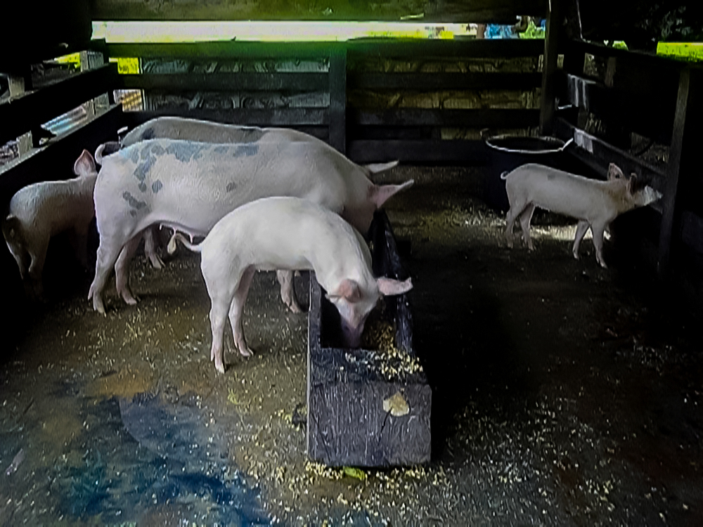 Contrabando de cerdo en Guatemala