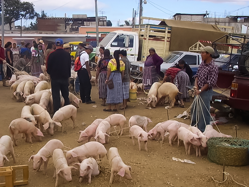 Contrabando de cerdo en Guatemala