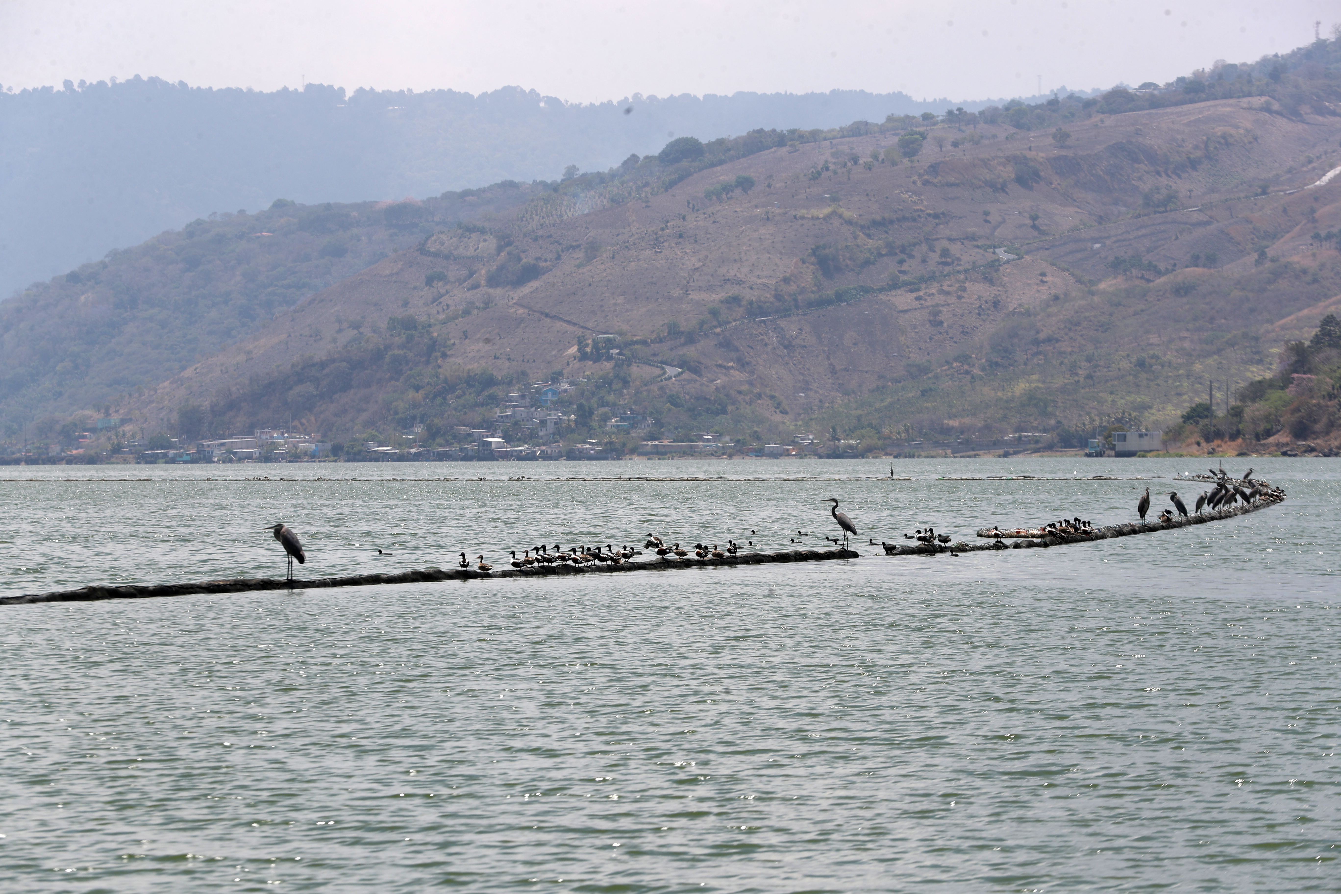 Autoridades de Amsa afirman que el lago de Amatitlán aún puede rescatarse, pero depende de las acciones que adopten autoridades y población. (Foto Prensa Libre:  (María Reneé Barrientos Gaytan).