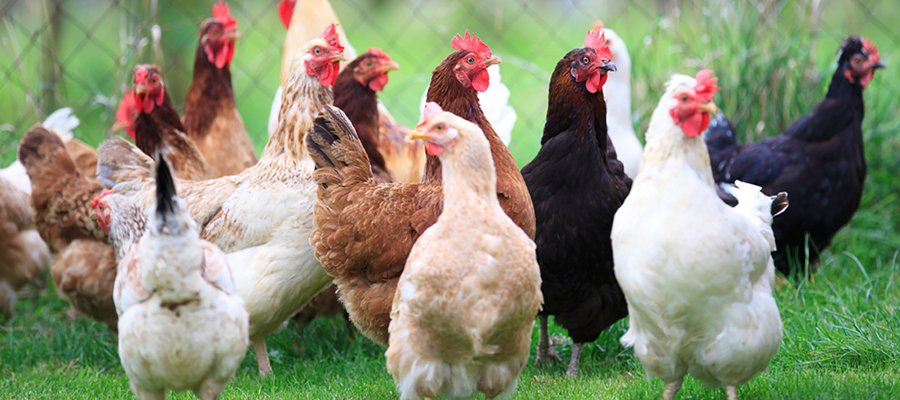 alerta por brote de influeza aviar