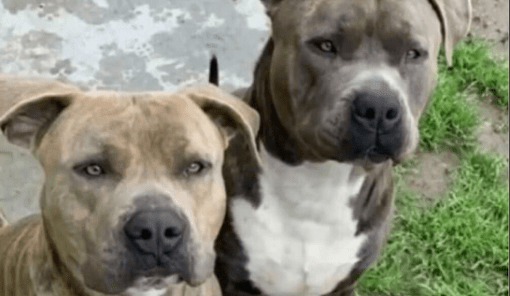 Fotografía de perros pitbull