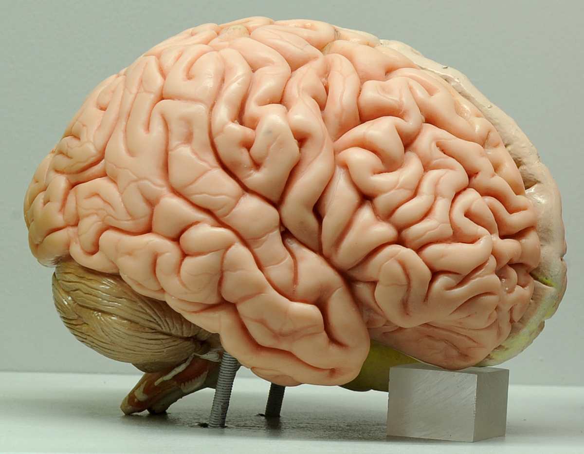 ¿Qué ocurre en el cerebro antes de morir?