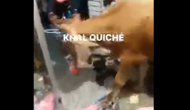 El toro ingresó a un negocio de ropa y causó destrozos en el local. (Foto: Captura de pantalla de video)