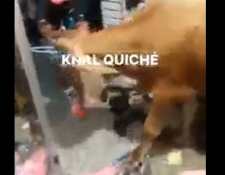 El toro ingresó a un negocio de ropa y causó destrozos en el local. (Foto: Captura de pantalla de video)