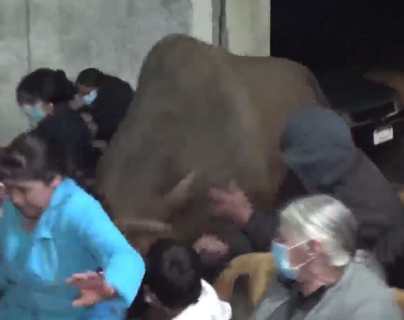 Video: toro enfurecido irrumpe en velorio de una mujer en San Carlos Sija y embiste a varios de los asistentes