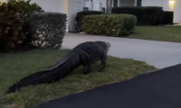 Fotografía de un caimán en Florida