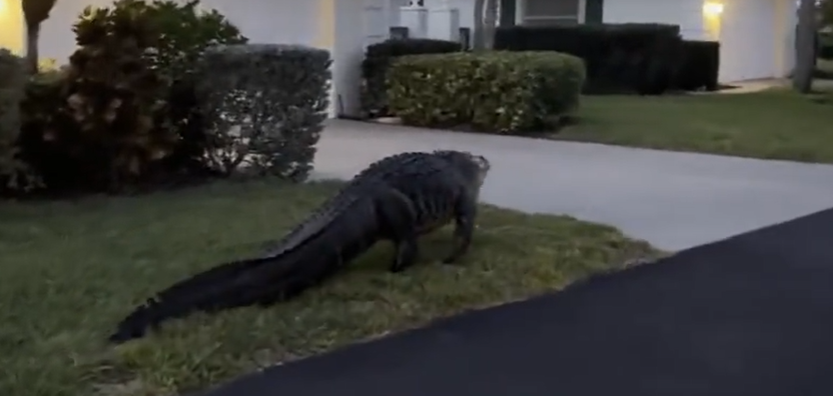 Video muestra cómo un gigantesco caimán “pasea” por las calles de un vecindario en Florida
