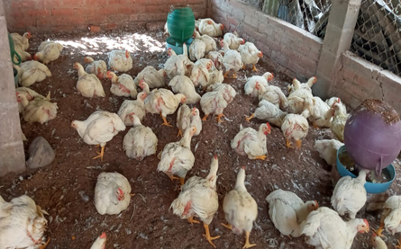 Crime Stoppers: “Extinción de Dominio se debe aplicar a contrabandistas de pollo”