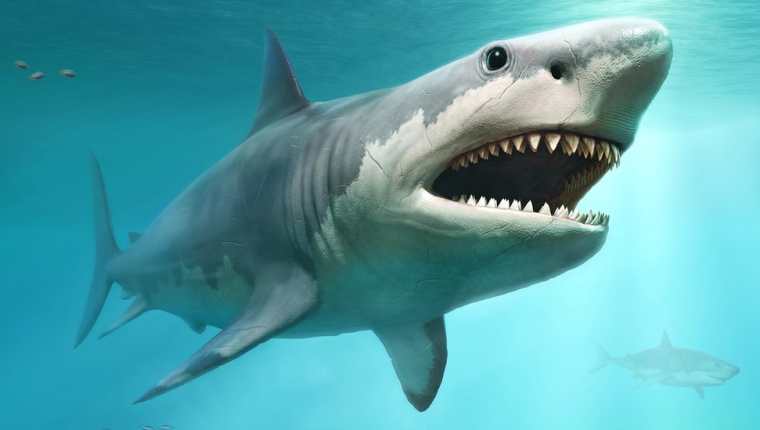 El megalodón fue una especie de tiburón que se extinguió hace tres millones años.