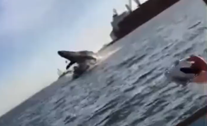 Video: El impactante momento en que una ballena aplasta un yate hiriendo a cuatro personas en México