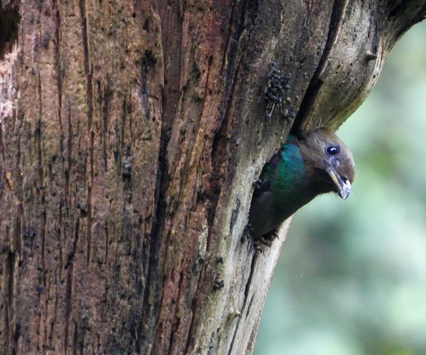 La familia Quetzal tiene una cría que nació hace ocho días y que abandonará el nido dentro de unos 10 días. (Foto: Prensa Libre Uri Morataya)