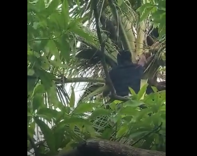 Video: Así fueron localizados celulares ocultos entre los árboles durante requisa en la Granja Penal Canadá