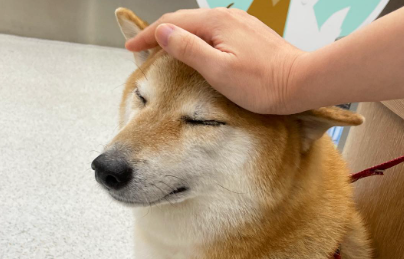 Cheems: El icónico perro protagonista de memes se encuentra delicado de salud (y esto dicen sus cuidadores)