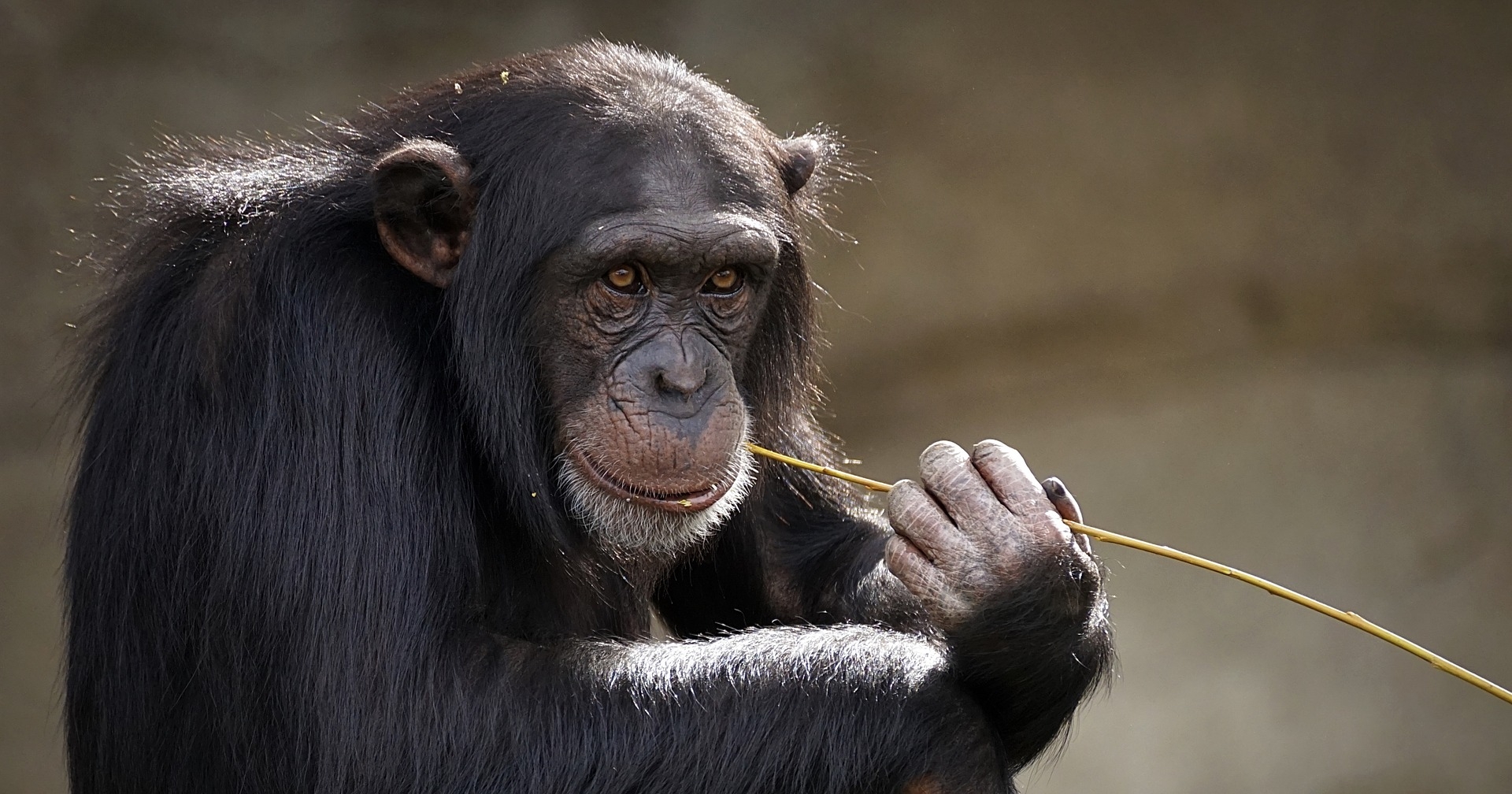 Foto de un chimpancé