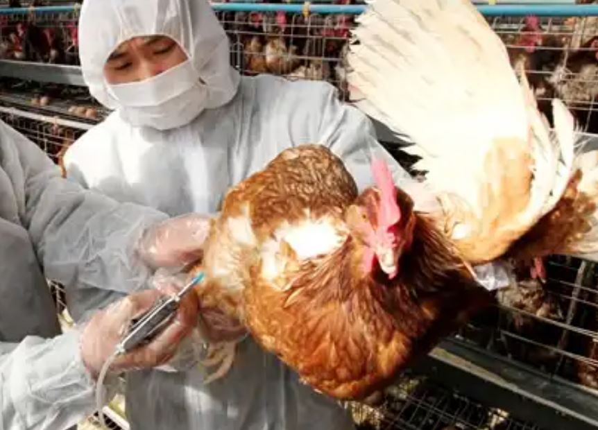 Gripe aviar: cómo se transmite y cuál es la probabilidad de que el virus H5N1 desate una epidemia