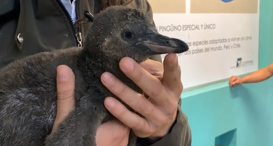 Nacimiento de Pingüino en zoológico