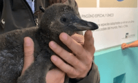 Nacimiento de Pingüino en zoológico