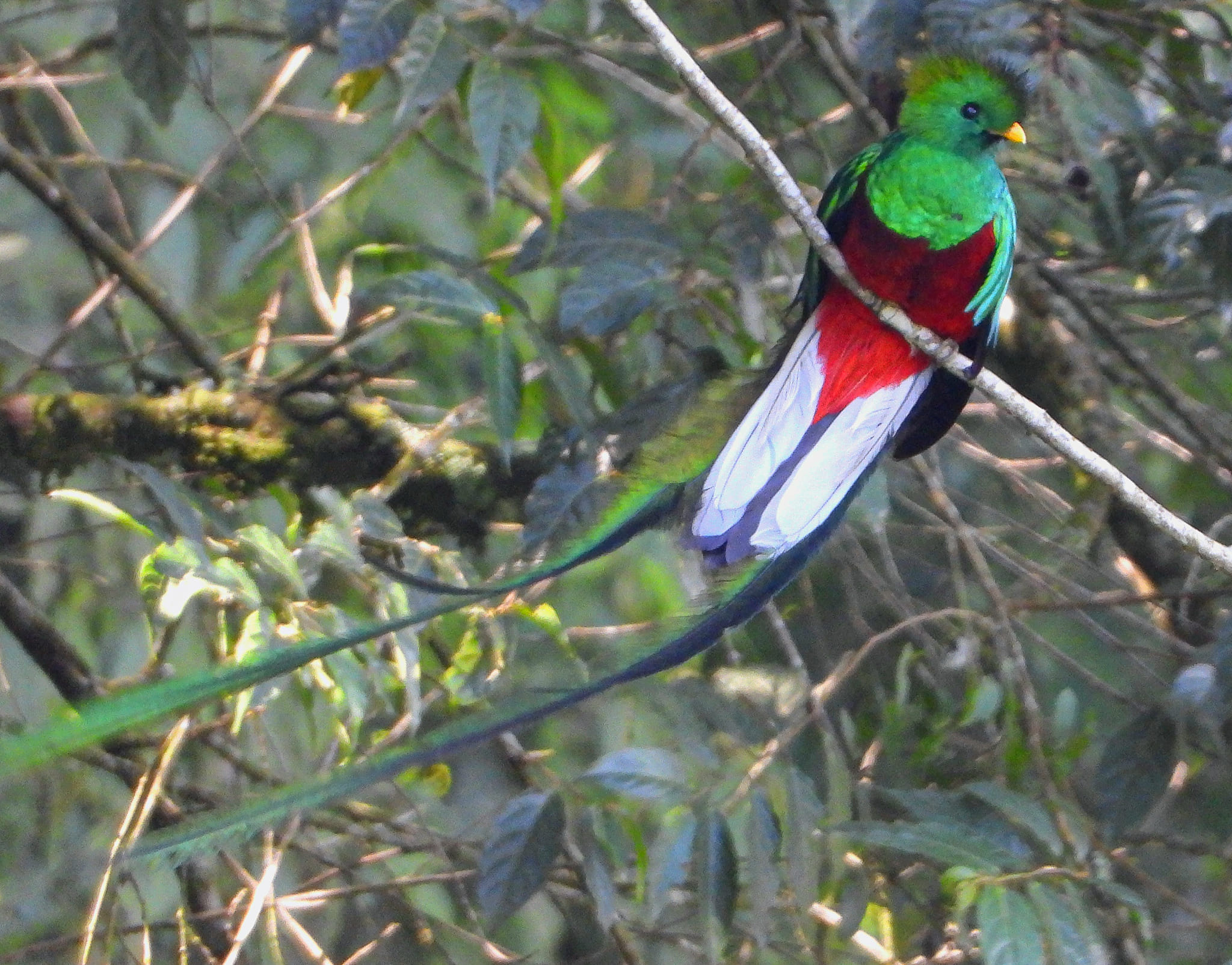Avistamiento de nueva familia del Quetzal, con una pareja  alimentando a su cría. (Foto: Prensa Libre Uri Morataya).