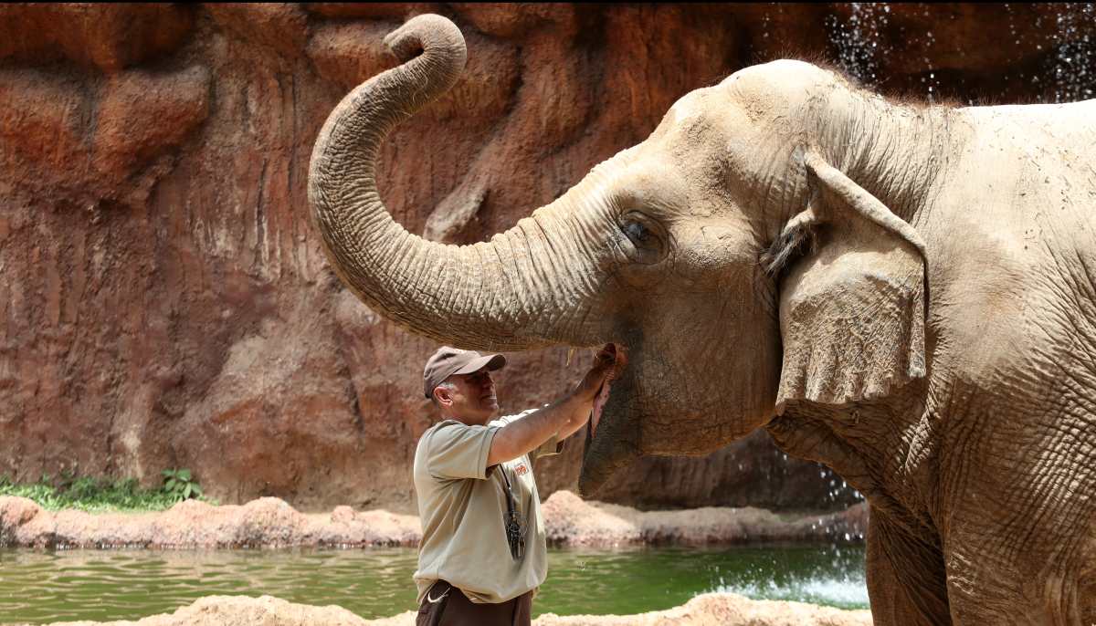 Zoológico homenajea a la elefante Trompita y a su cuidador luego de haber rescatado al antílope que cayó en una pileta