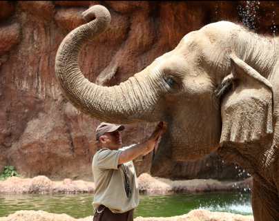 Zoológico homenajea a la elefante Trompita y a su cuidador luego de haber rescatado al antílope que cayó en una pileta