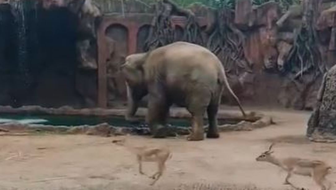 Video: Trompita, la elefanta del Zoológico La Aurora que alertó sobre un antílope que cayó al agua y permitió que un trabajador lo rescatara