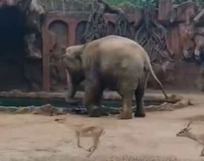 Video: Trompita, la elefanta del Zoológico La Aurora que alertó sobre un antílope que cayó al agua y permitió que un trabajador lo rescatara
