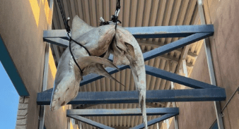 Foto de un tiburón muerto
