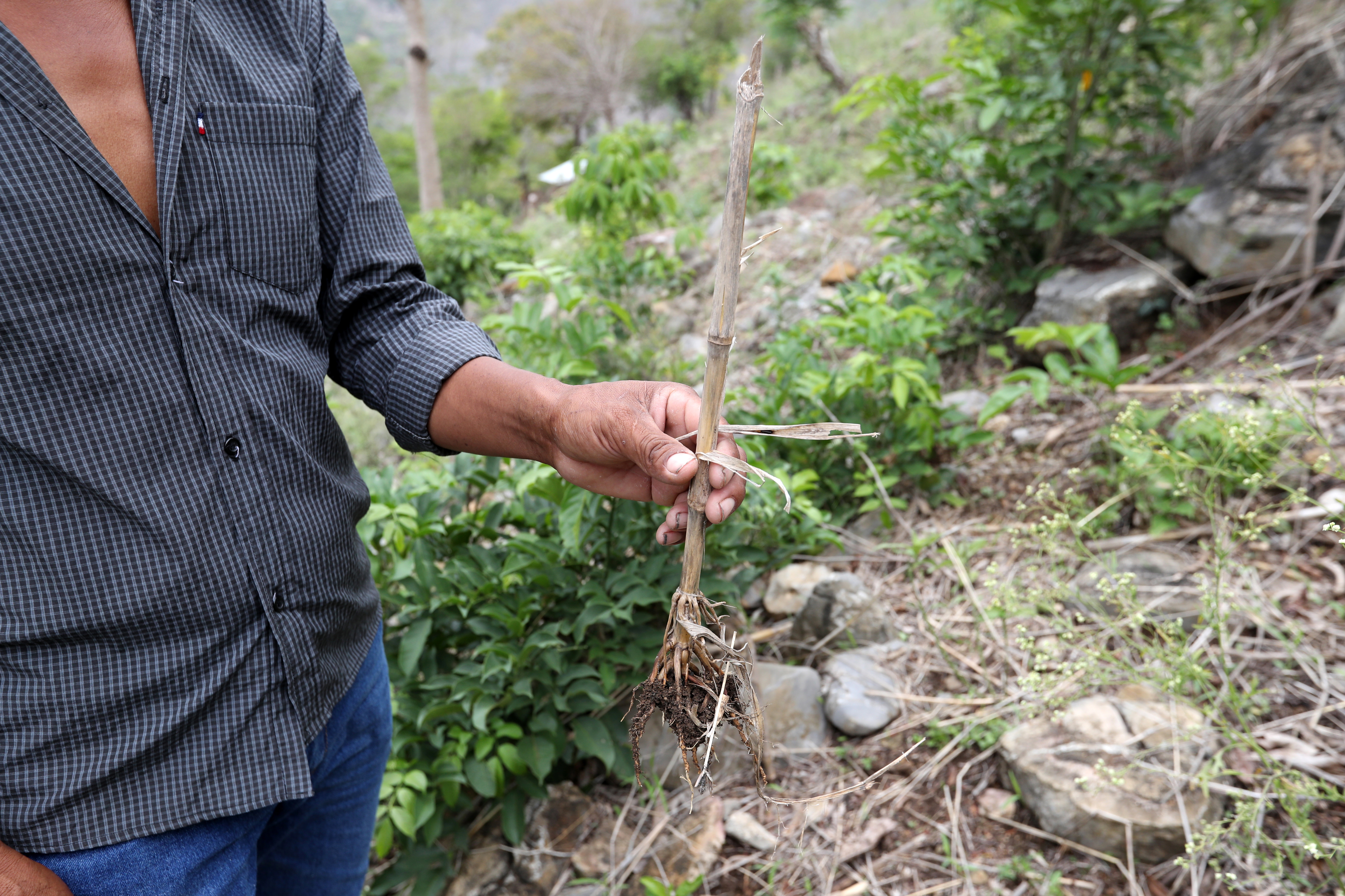 Los agricultores en caseríos de Camotán, Chiquimula, se enfrentan a las condiciones climáticas y a los altos precios de los fertilizantes para sembrar maíz, su reserva de alimento para el próximo año. (Foto Prensa Libre: María Reneé Barrientos Gaytán)